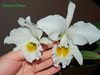 cattleya gaskelliana var alba